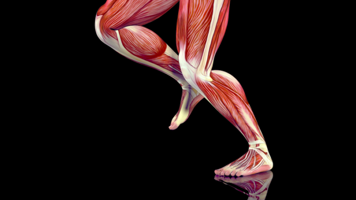 Skeletal Muscle