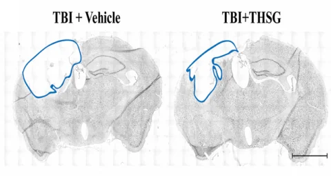 Mouse TBI