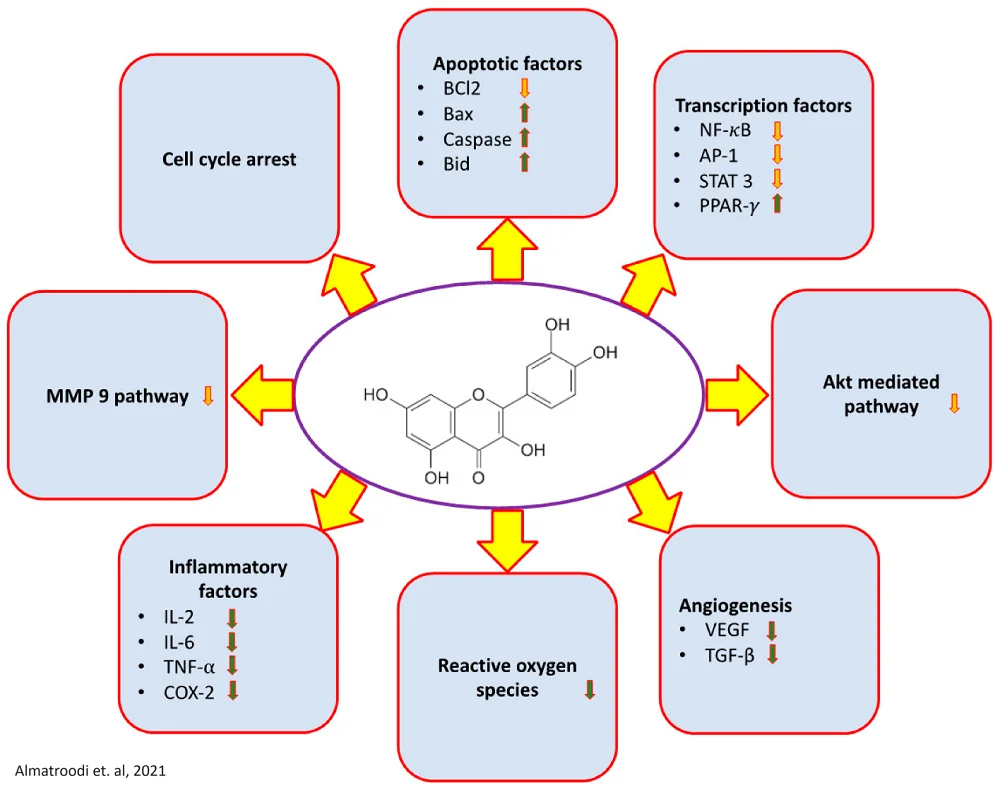 Quercetin 2