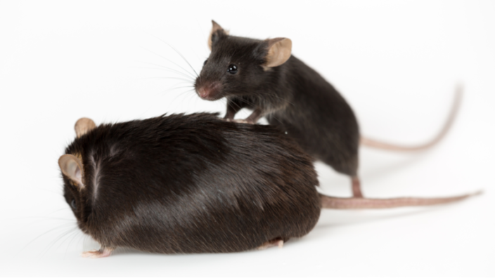 Small mouse big mouse