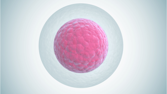 Egg cell