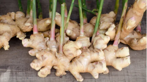 Ginger root