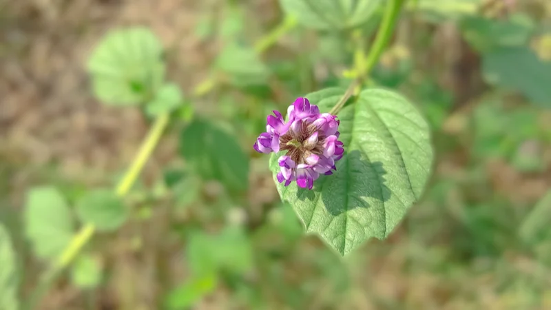 Psoralea corylifolia