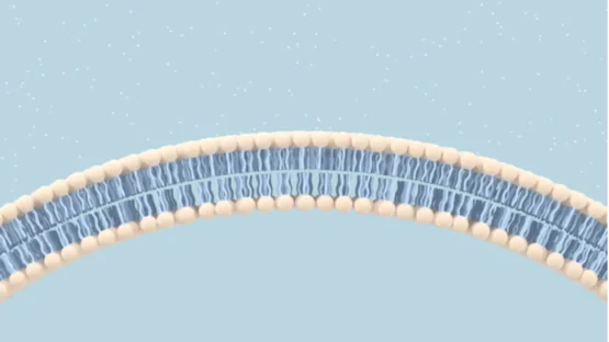 Cellular membrane