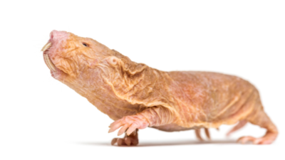 Naked Mole Rat Side