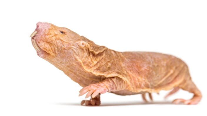 Naked Mole Rat Side