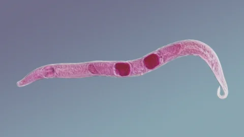 Nematode