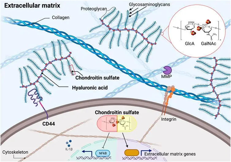 Chondroitin ECM