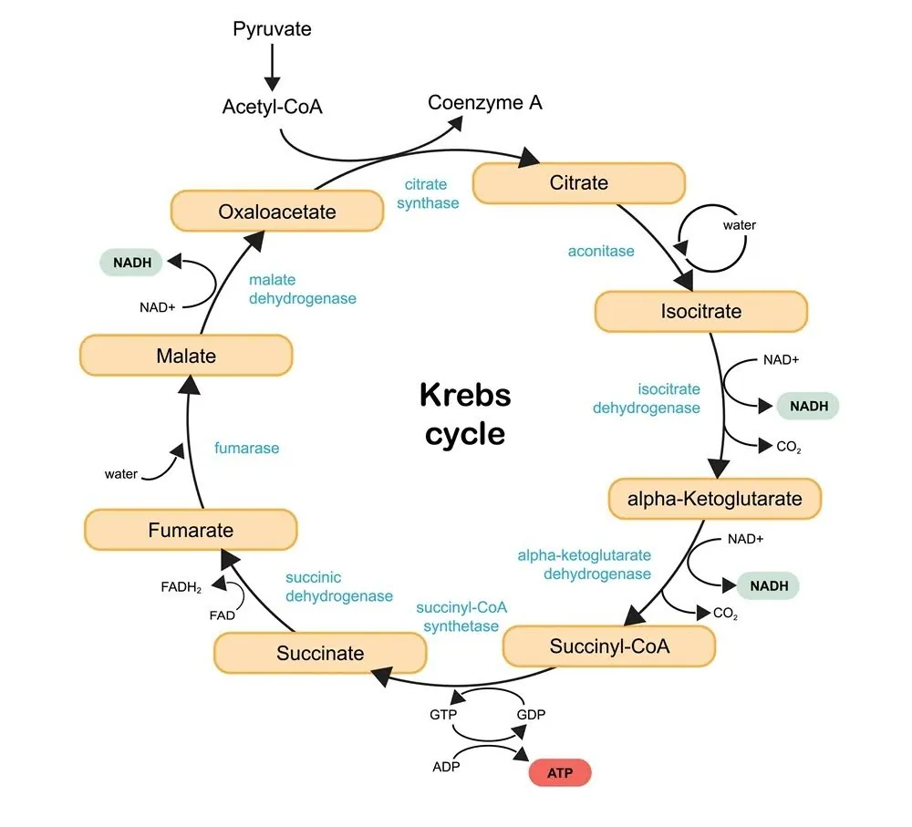 Krebs cycle