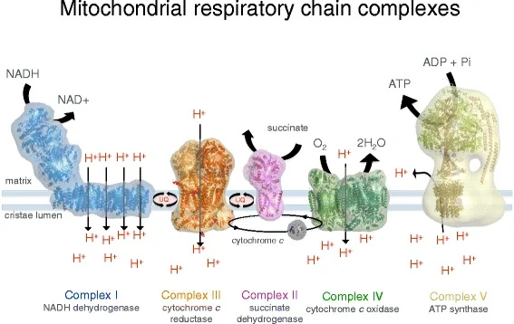 Mitochondria complexes