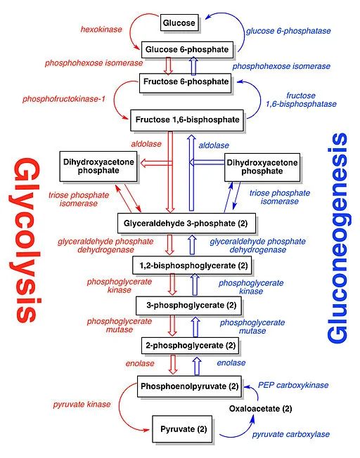 Glucose metabolism