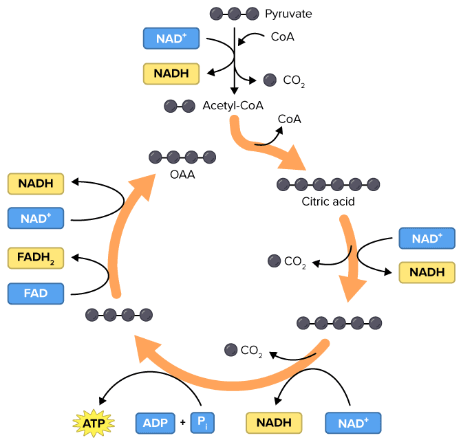 Krebs cycle