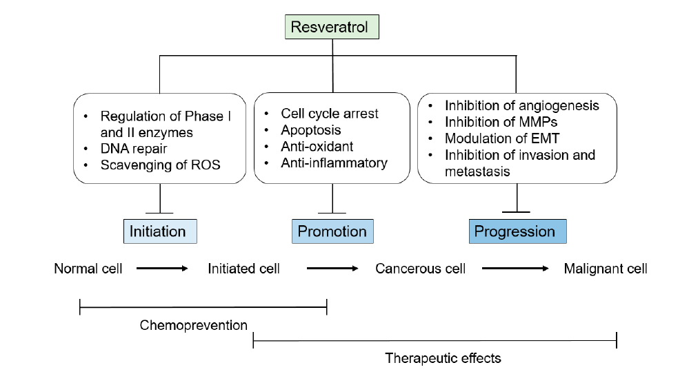 Resveratrol effects