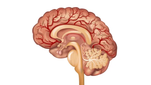 Blood vessels brain