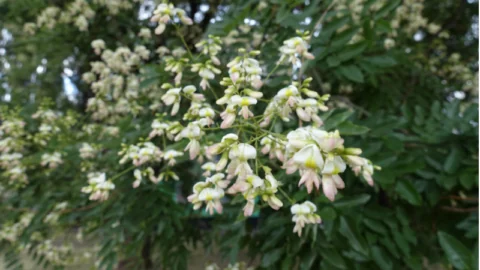 Sophora Japonica