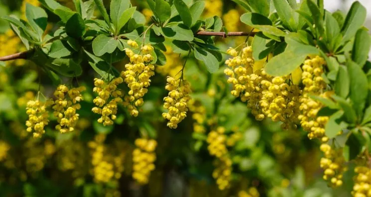 Berberine: Benefits, Uses and Side Effects