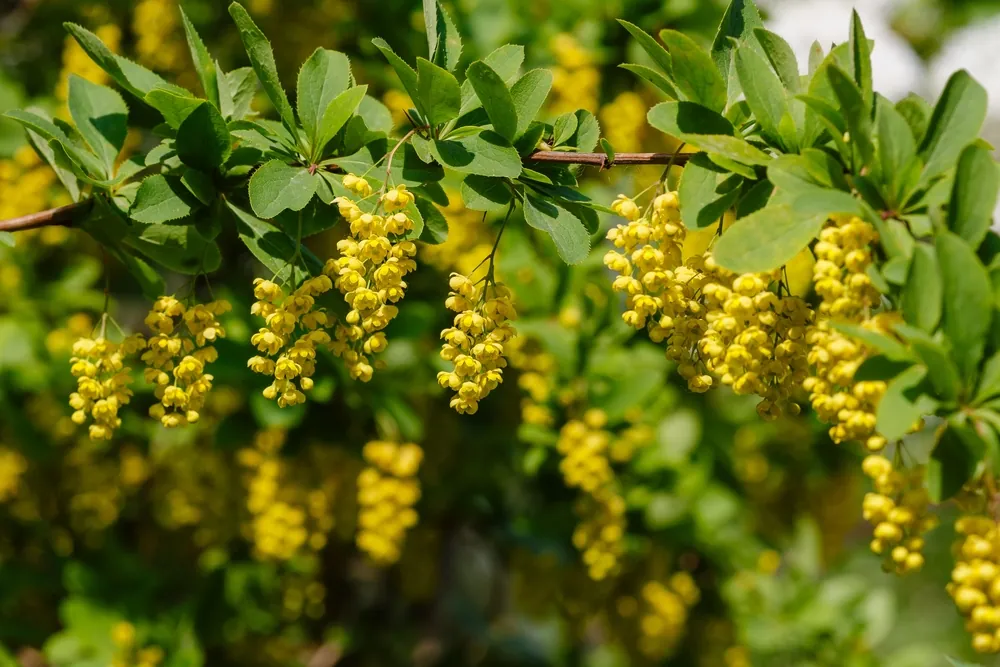 An image of a barberry plant, a source of berberine.