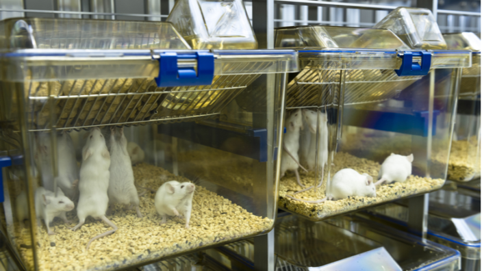 Lab mice