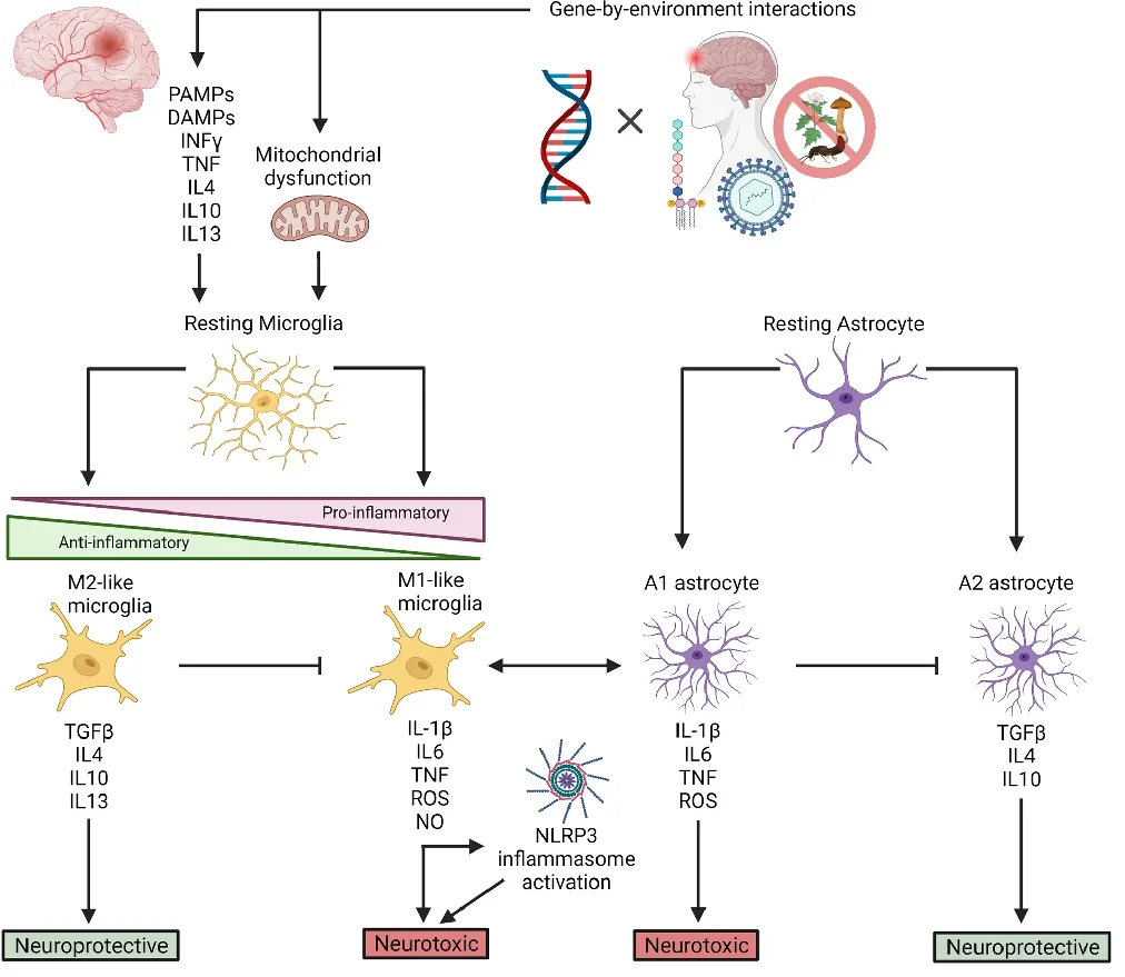 Microglia and Astrocytes