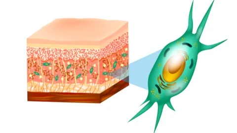 Skin fibroblast