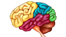 Brain regions