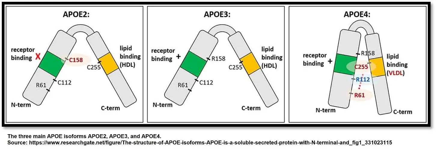 ApoE Alzheimer's 3