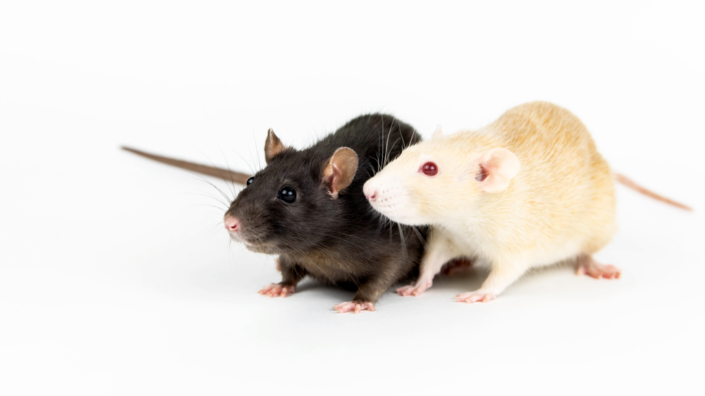 Different rats