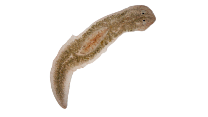 Flatworm