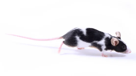 Running calico mouse