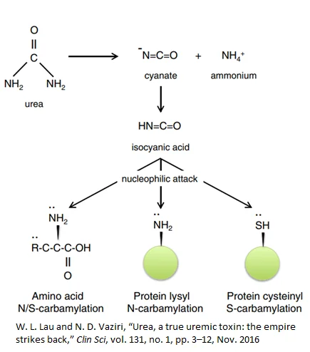 Carbamylation