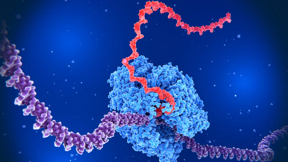 RNA transcription