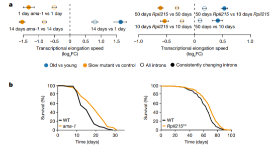 Age-Related Changes In RNA Transcription Speed | Lifespan.io