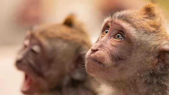 Macaques