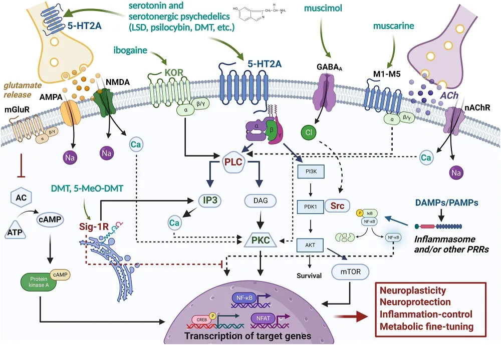 Biology of Psychedelics