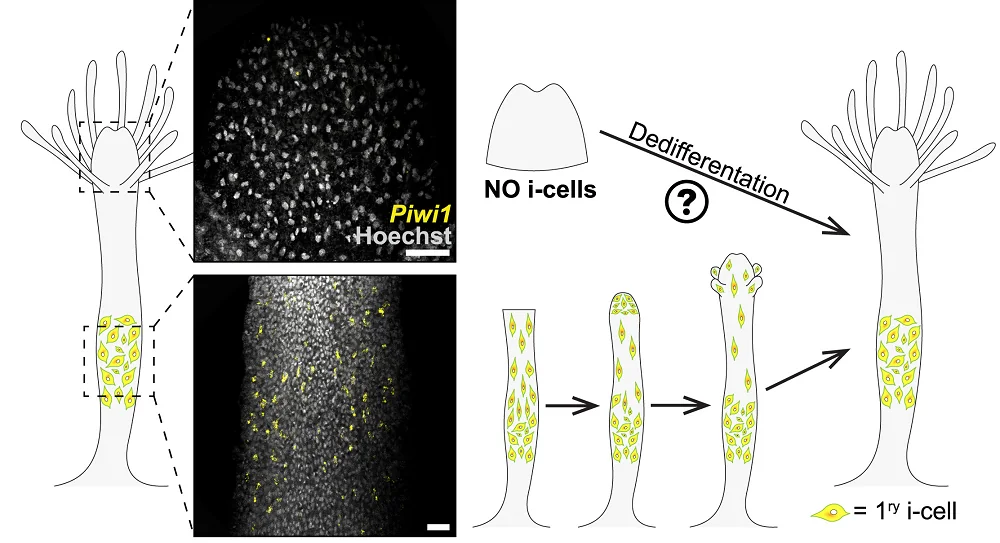 Regeneration i-cells