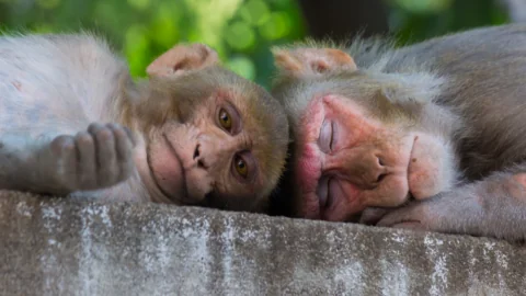 Rhesus macaques