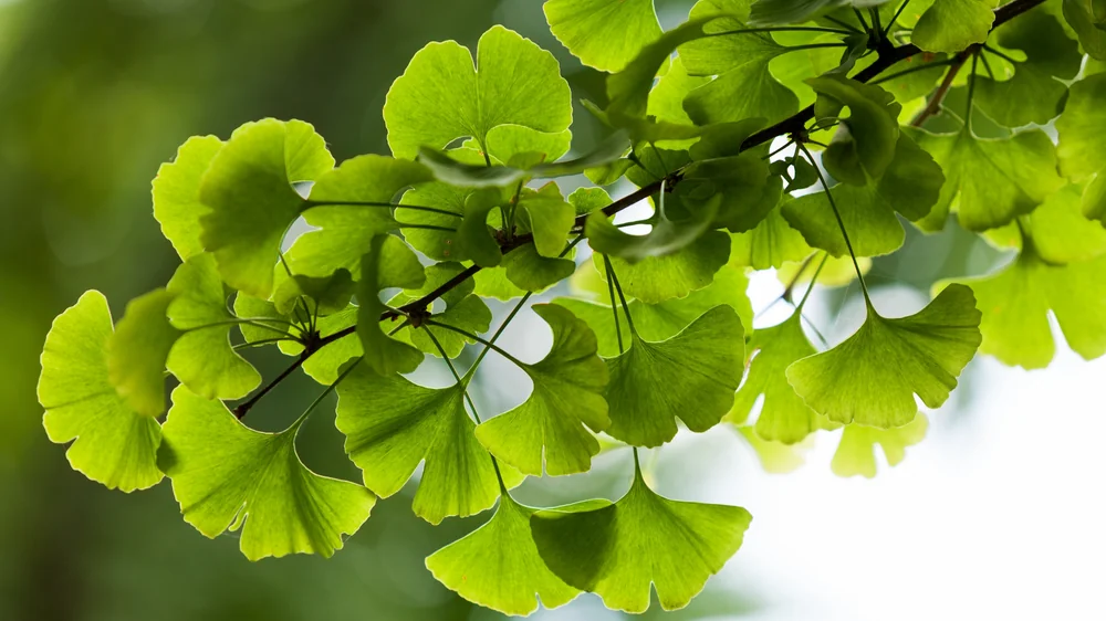 Ginkgo Biloba