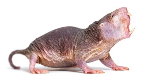 Naked Mole Rat