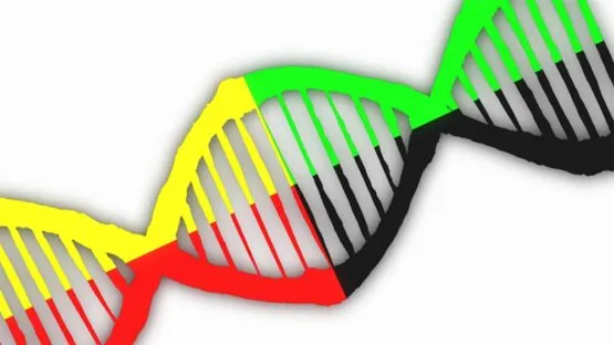 Chimeric DNA