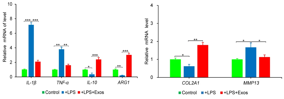 EVs Against M1 Macrophages