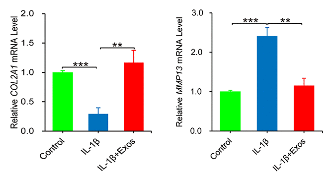 EVs Against Inflammation