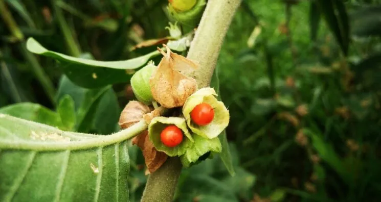 Ashwagandha: Benefits, Uses, and Side Effects