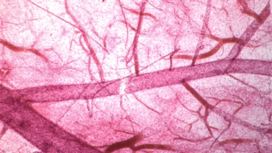 Capillaries