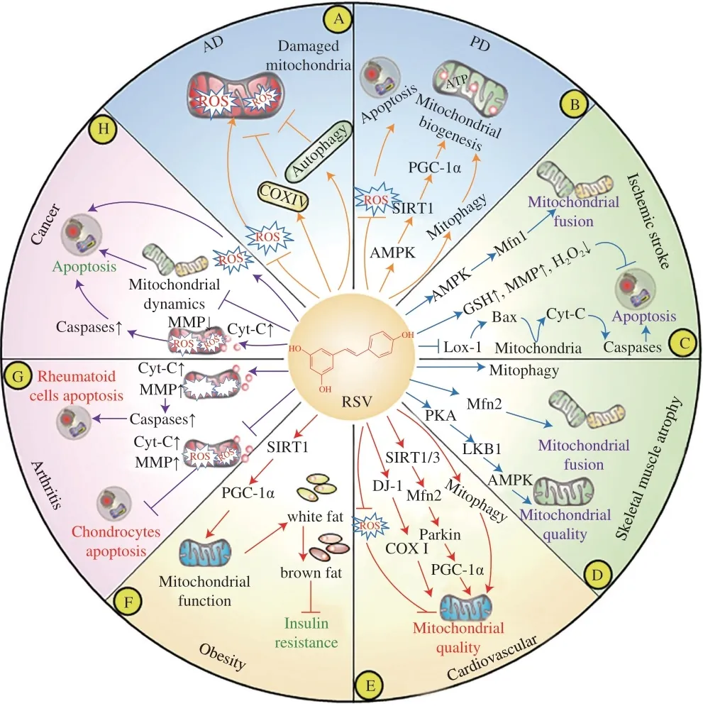 Resveratrol and mitochondria