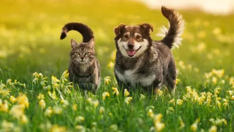 Cat and dog