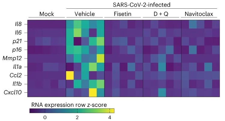 Senolytics COVID RNA expression