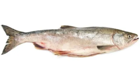 Pink salmon