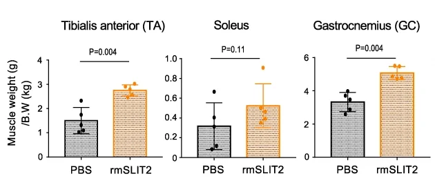 SLIT2 muscle weight