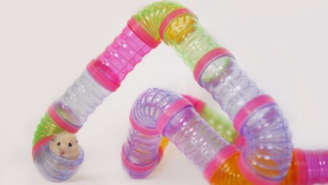 Enriched environment