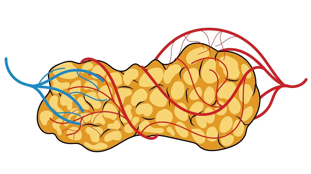 Fat tissue communication